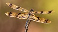 Rhyothemis graphiptera female-1828